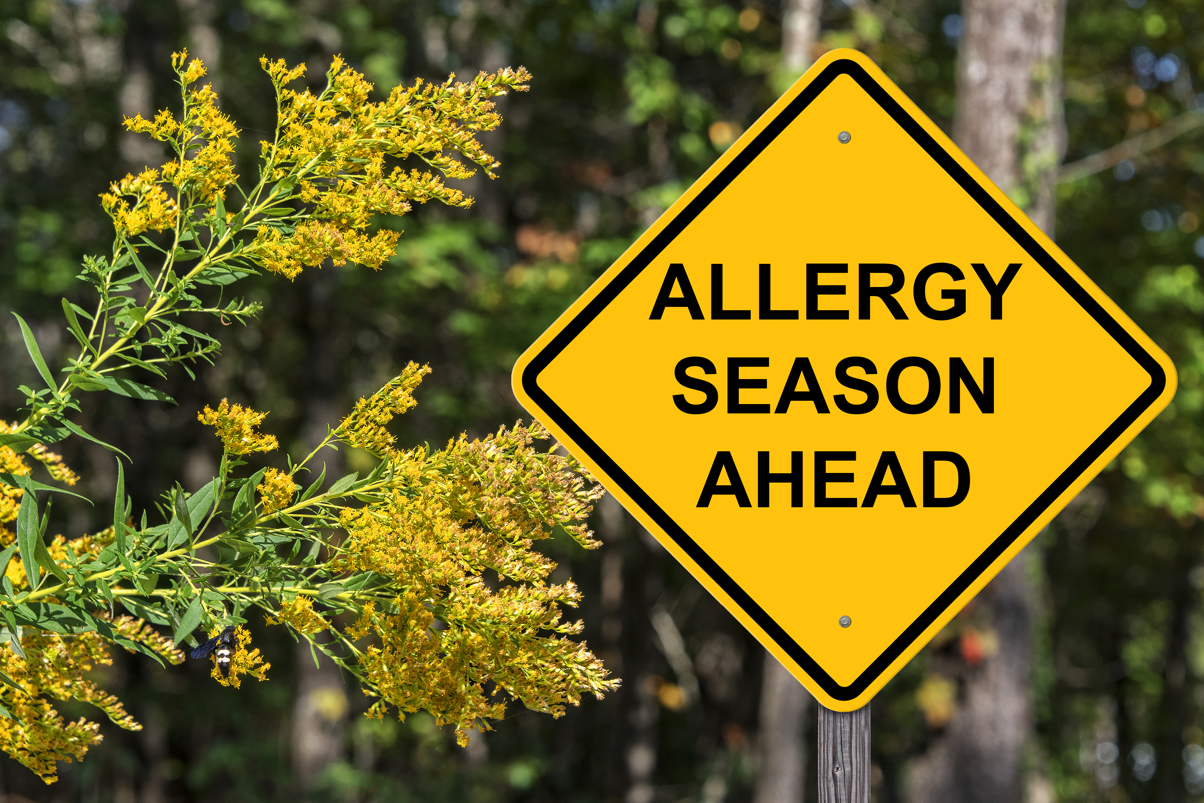 AdobeStock_175073987.jpeg Person relaxing at home during allergy season
