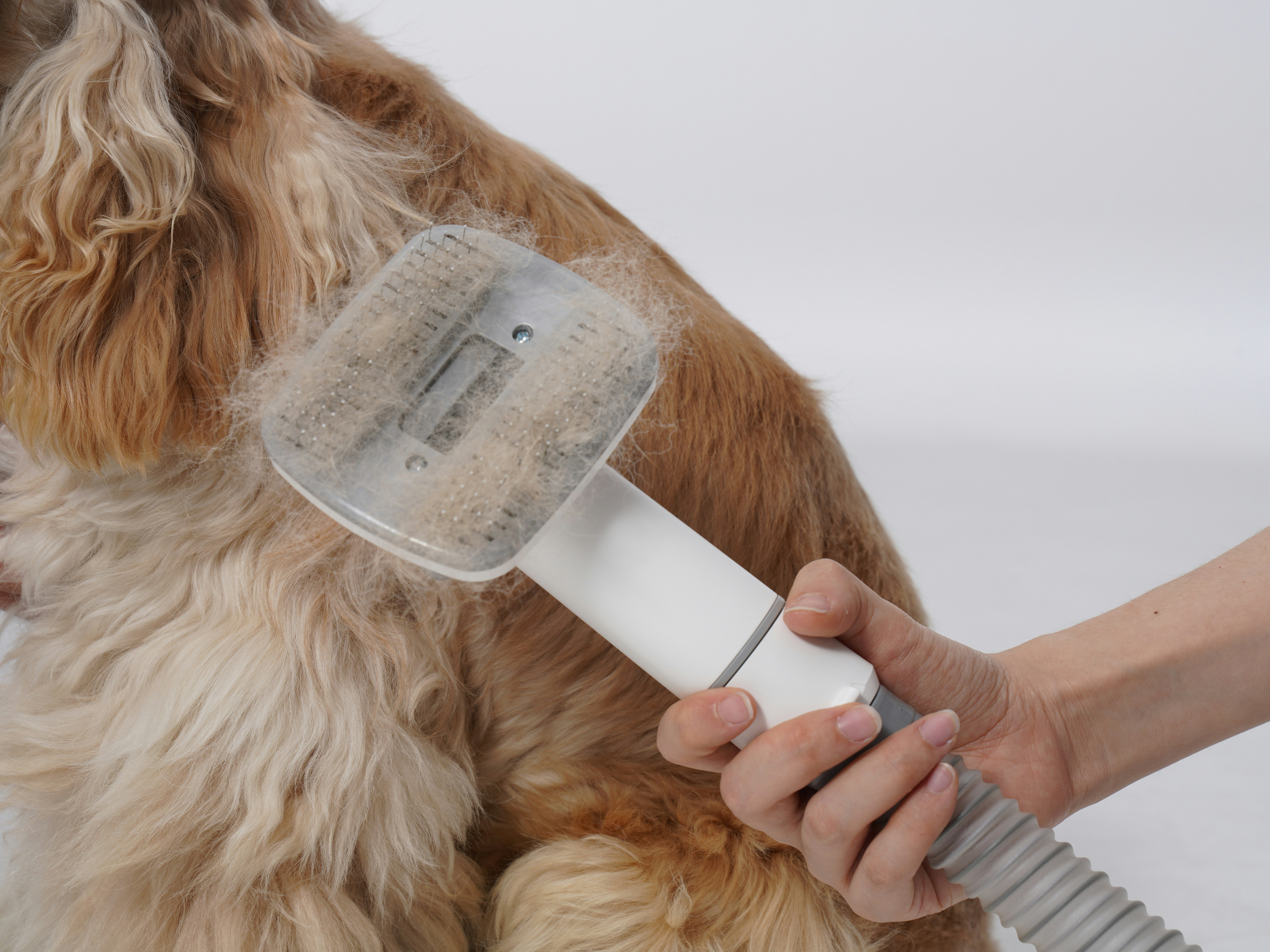 Dog brushing dander