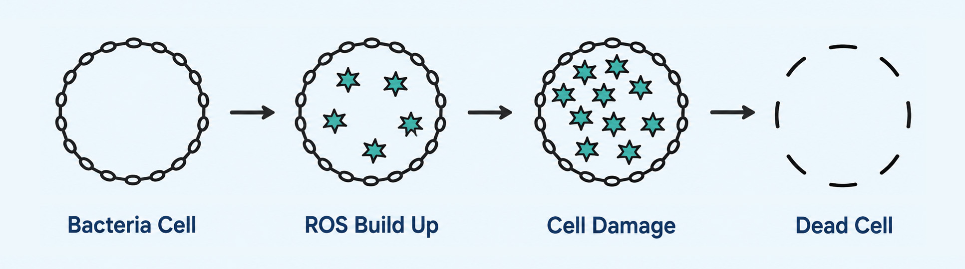Reactive oxygen species mechanism created by antimicrobial violet light